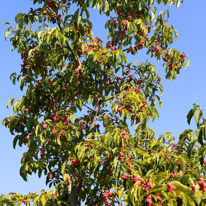 Bigleaf Magnolia Tree Seeds | Large-Leaved Cucumber Tree | (Magnolia macrophylla)