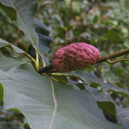Bigleaf Magnolia Tree Seeds | Large-Leaved Cucumber Tree | (Magnolia macrophylla)