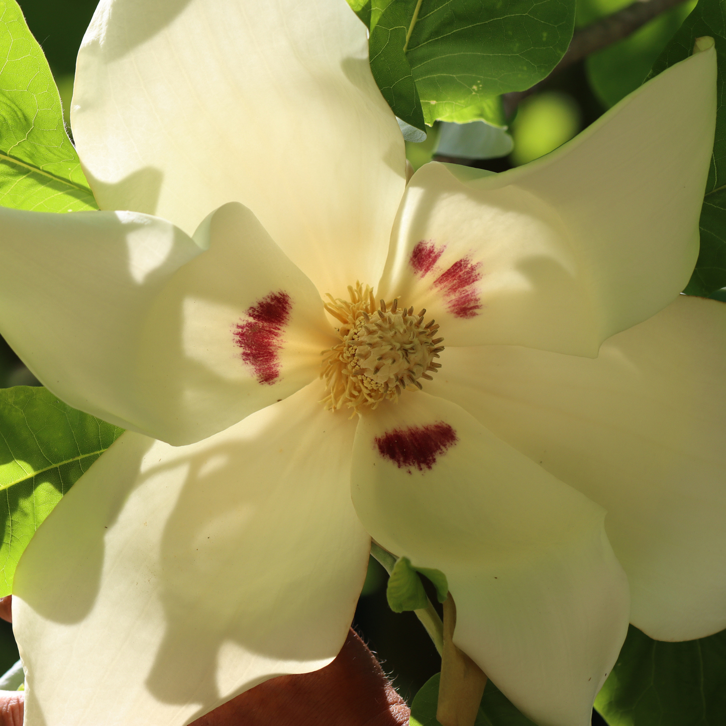 Bigleaf Magnolia Tree Seeds | Large-Leaved Cucumber Tree | (Magnolia macrophylla)