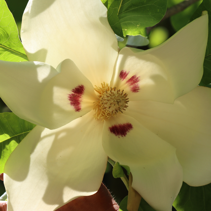 Bigleaf Magnolia Tree Seeds | Large-Leaved Cucumber Tree | (Magnolia macrophylla)