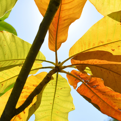 Bigleaf Magnolia Tree Seeds | Large-Leaved Cucumber Tree | (Magnolia macrophylla)