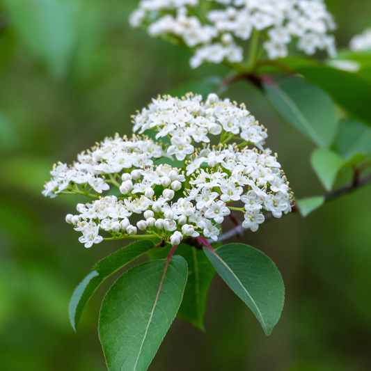 Blackhaw Tree Seeds | Smooth Blackhaw | (Viburnum prunifolium)