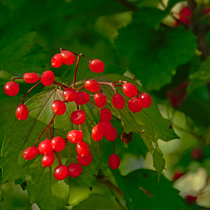 Blackhaw Tree Seeds | Smooth Blackhaw | (Viburnum prunifolium)