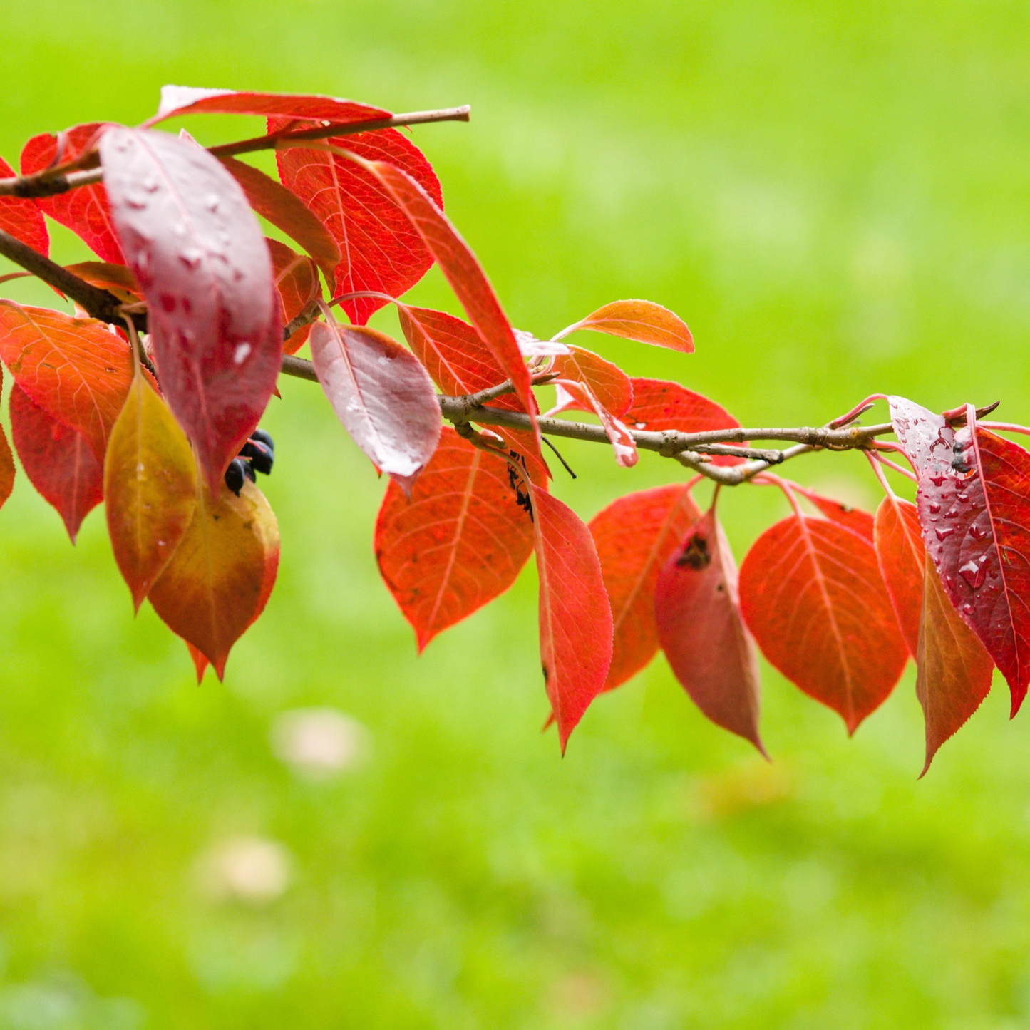 Blackhaw Tree Seeds | Smooth Blackhaw | (Viburnum prunifolium)
