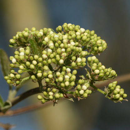 Blackhaw Tree Seeds | Smooth Blackhaw | (Viburnum prunifolium)