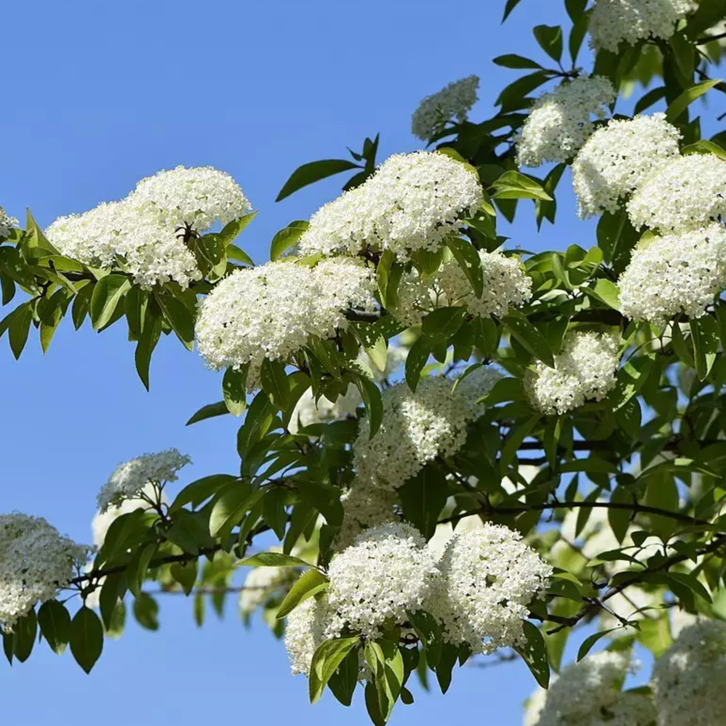 Blackhaw Tree Seeds | Smooth Blackhaw | (Viburnum prunifolium)