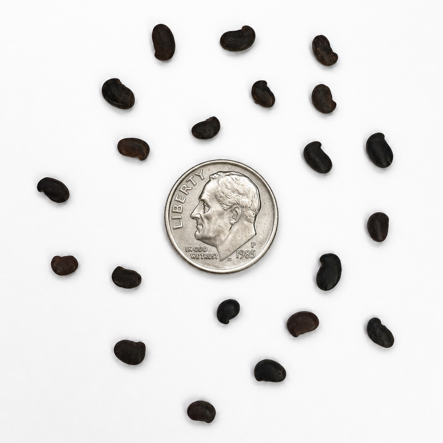 Black Locust Tree Seeds | False Acacia | (Robinia pseudoacacia)