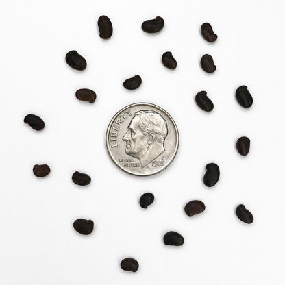 Black Locust Tree Seeds | False Acacia | (Robinia pseudoacacia)