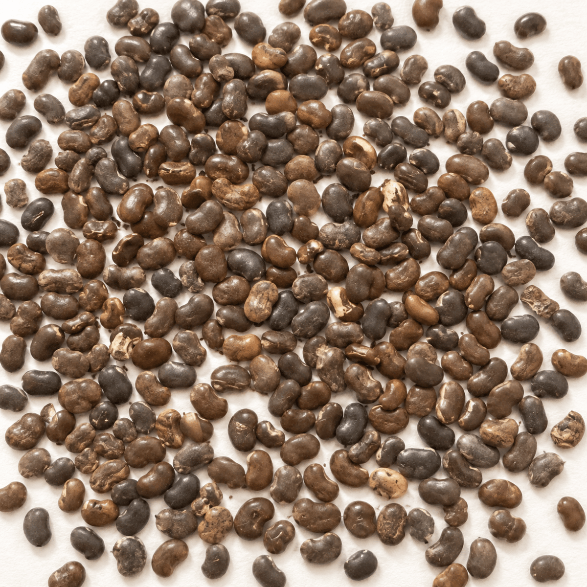 Black Locust Tree Seeds | False Acacia | (Robinia pseudoacacia)