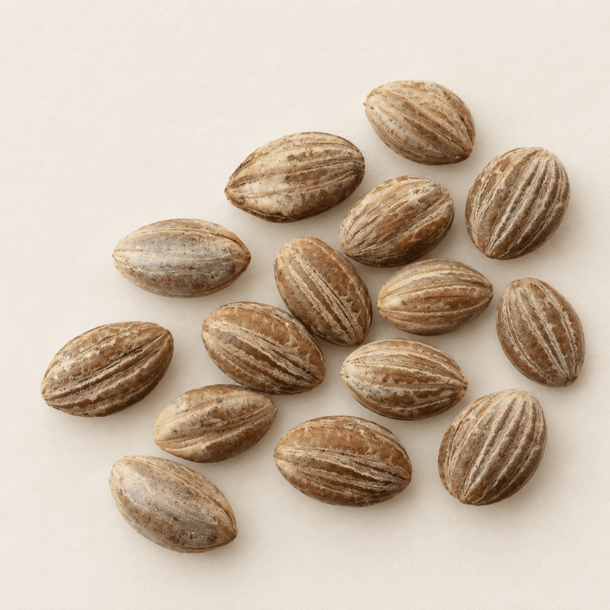 Black Tupelo Tree Seeds (Nyssa sylvatica)