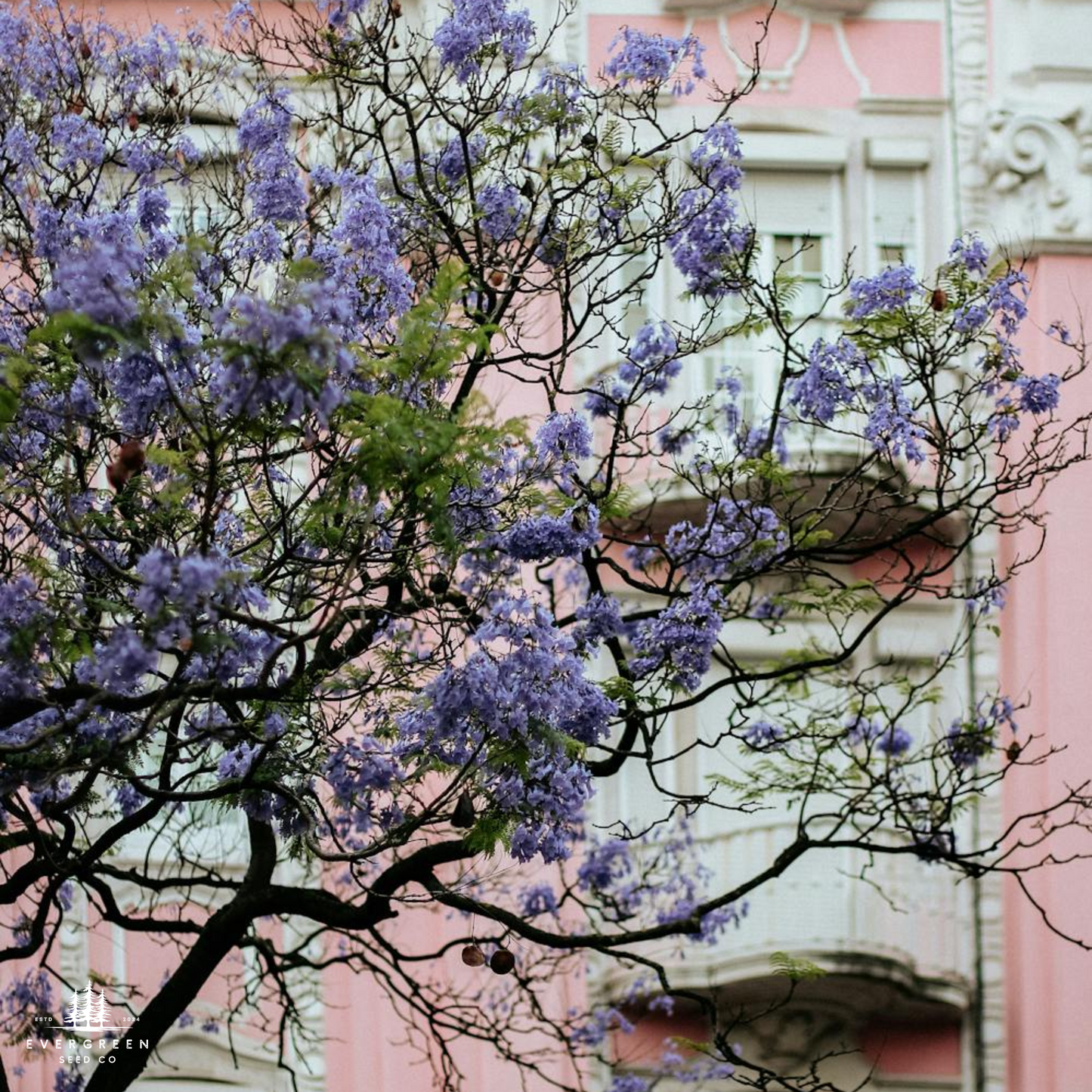 Blue Jacaranda Tree Seeds (Jacaranda mimosifolia)