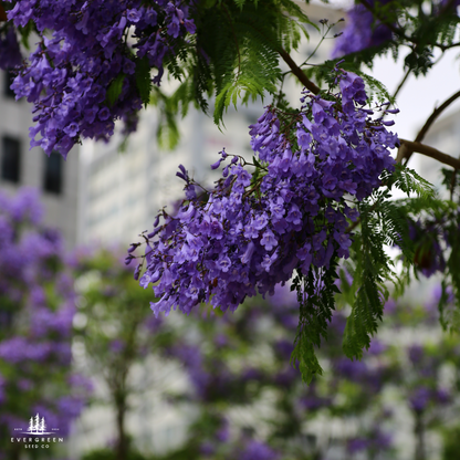 blue jacaranda from seed to flower Blue Jacaranda Tree Seeds | Jacaranda mimosifolia