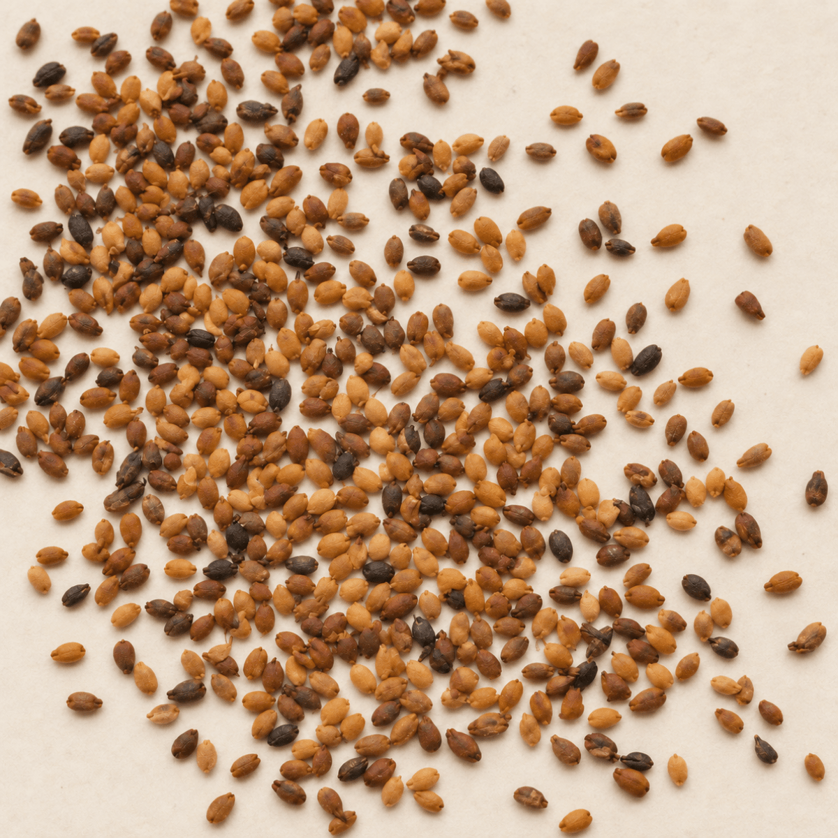 Blue Elderberry Seeds (Sambucus cerulea)