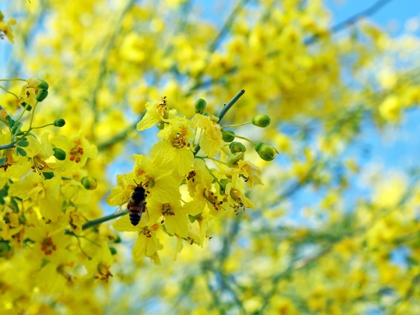 Blue Palo Verde Tree Seeds | (Parkinsonia florida)