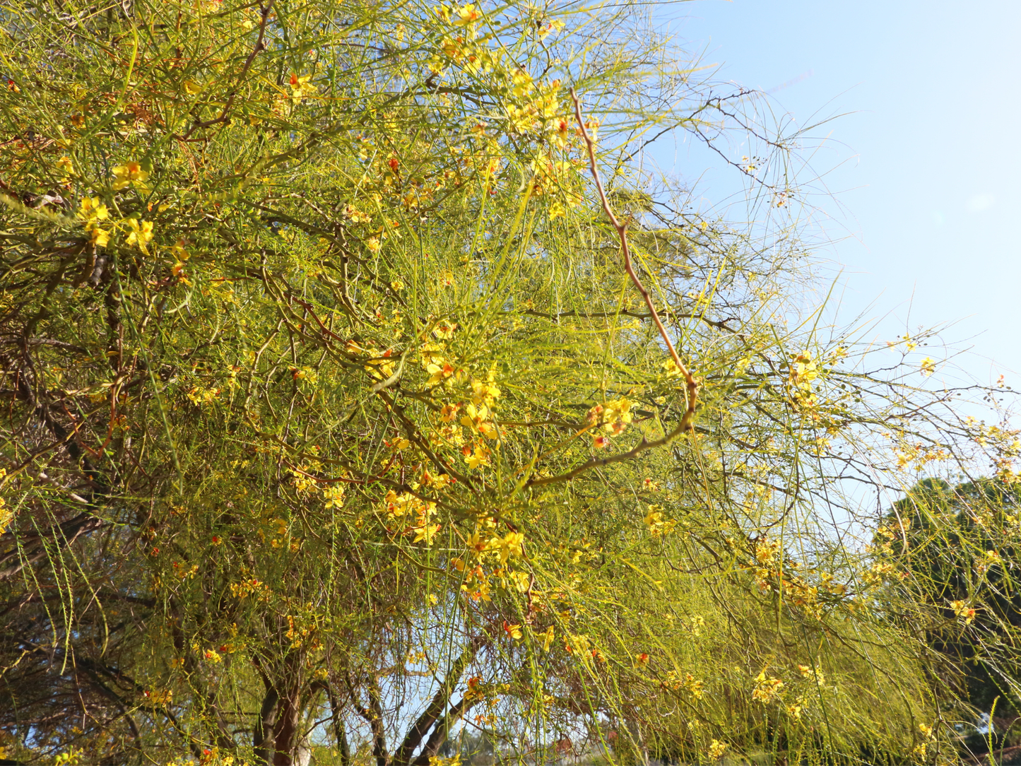 Blue Palo Verde Tree Seeds | (Parkinsonia florida)
