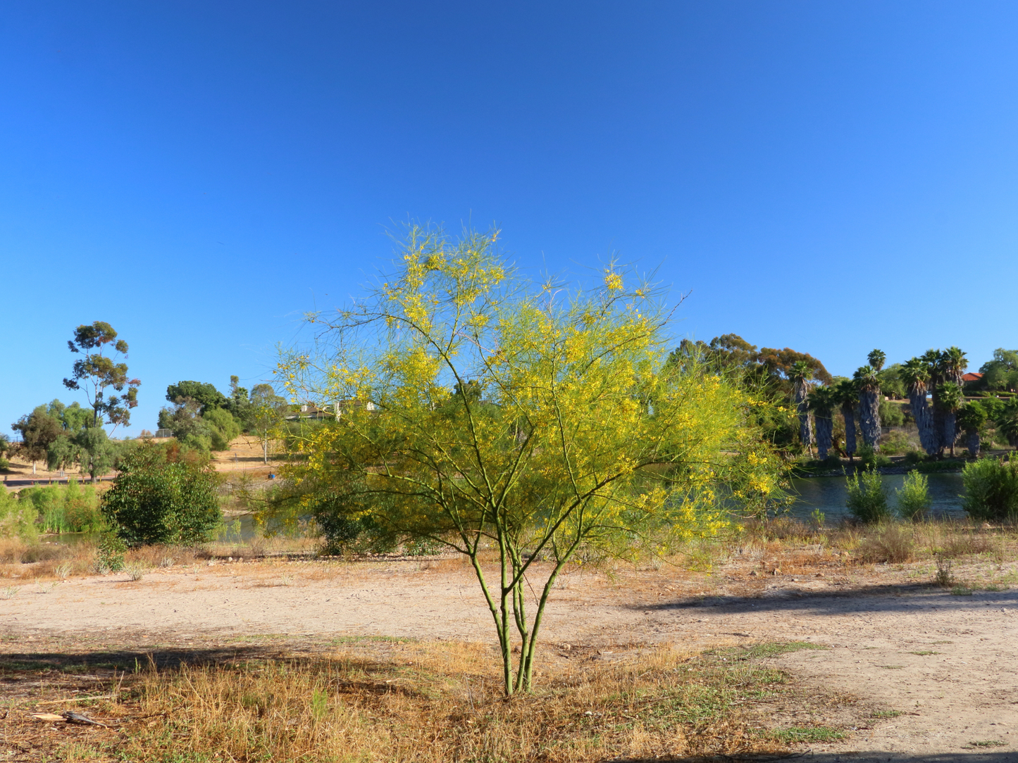 Blue Palo Verde Tree Seeds | (Parkinsonia florida)