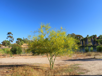 Blue Palo Verde Tree Seeds | (Parkinsonia florida)