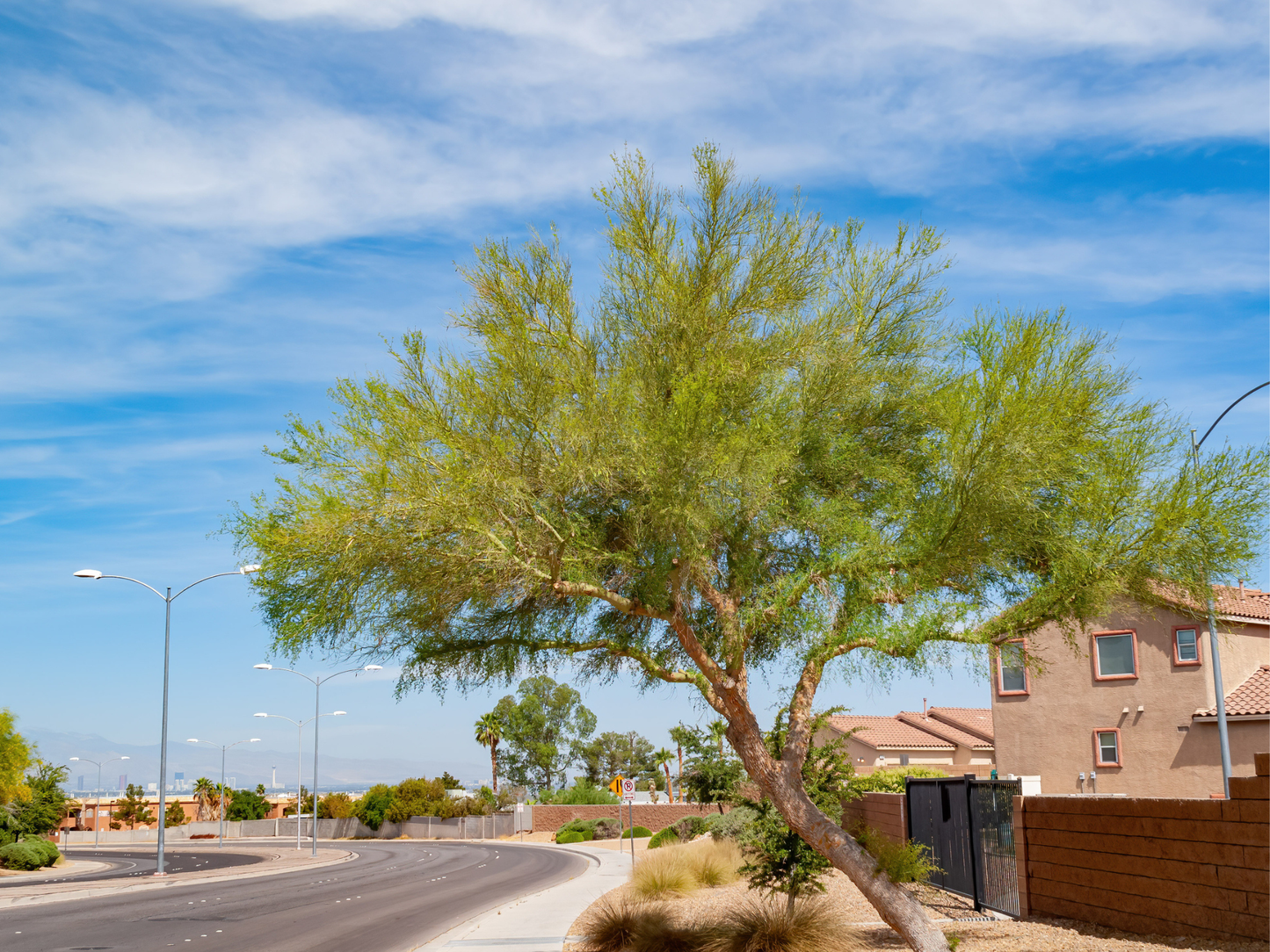 Blue Palo Verde Tree Seeds | (Parkinsonia florida)