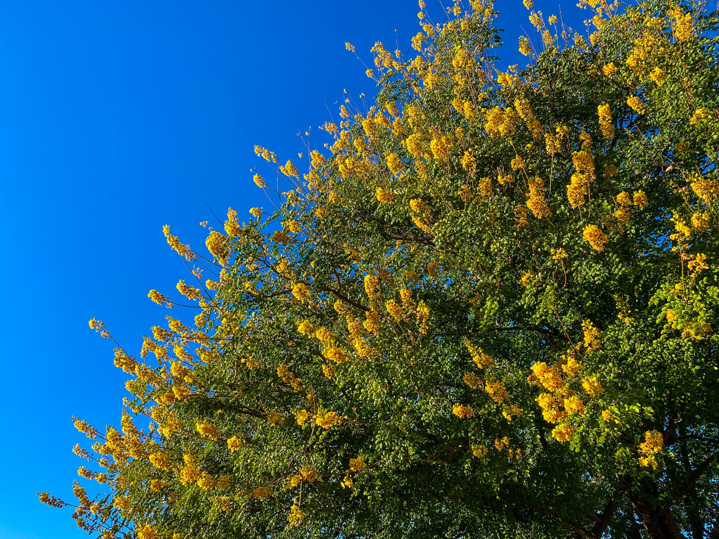 Blue Palo Verde Tree Seeds | (Parkinsonia florida)