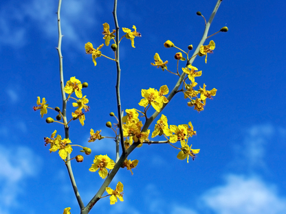Blue Palo Verde Tree Seeds | (Parkinsonia florida)