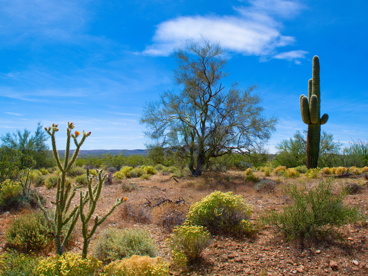 Blue Palo Verde Tree Seeds | (Parkinsonia florida)