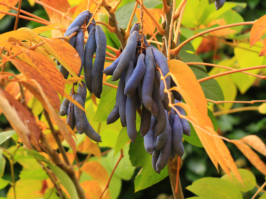 Blue Sausage Fruit Seeds | Dead Man’s Fingers | (Decaisnea fargesii)