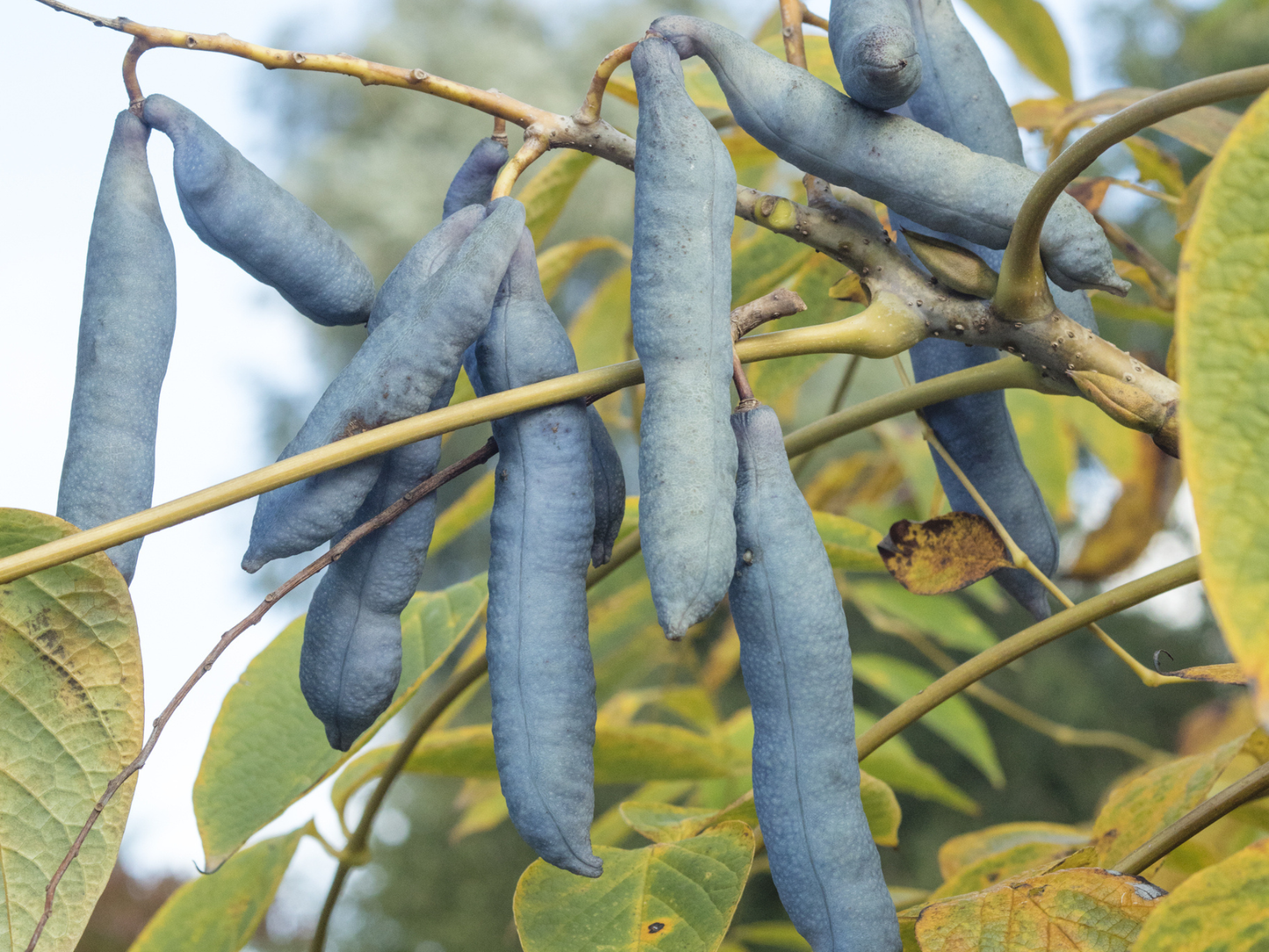 Blue Sausage Fruit Seeds | Dead Man’s Fingers | (Decaisnea fargesii)