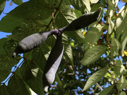 Blue Sausage Fruit Seeds | Dead Man’s Fingers | (Decaisnea fargesii)