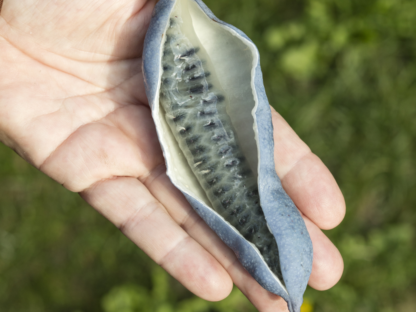 Blue Sausage Fruit Seeds | Dead Man’s Fingers | (Decaisnea fargesii)