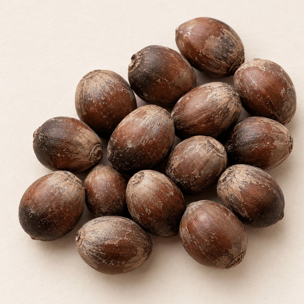 Bur Oak Tree Seeds (Quercus macrocarpa)