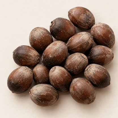 Bur Oak Tree Seeds (Quercus macrocarpa)