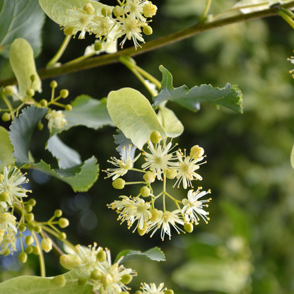 American Basswood Tree Seeds | American Linden | (Tilia americana)