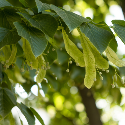 American Basswood Tree Seeds | American Linden | (Tilia americana)