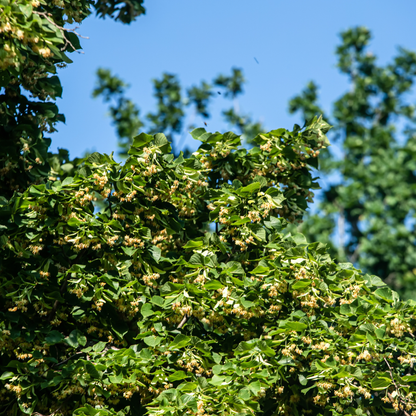 American Basswood Tree Seeds | American Linden | (Tilia americana)