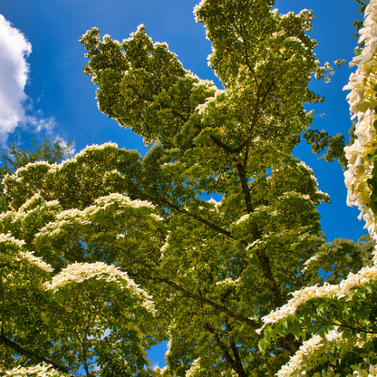 American Basswood Tree Seeds | American Linden | (Tilia americana)