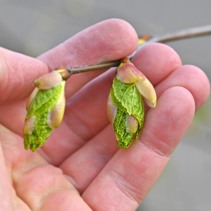 American Basswood Tree Seeds | American Linden | (Tilia americana)