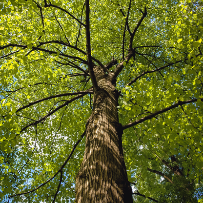 American Basswood Tree Seeds | American Linden | (Tilia americana)