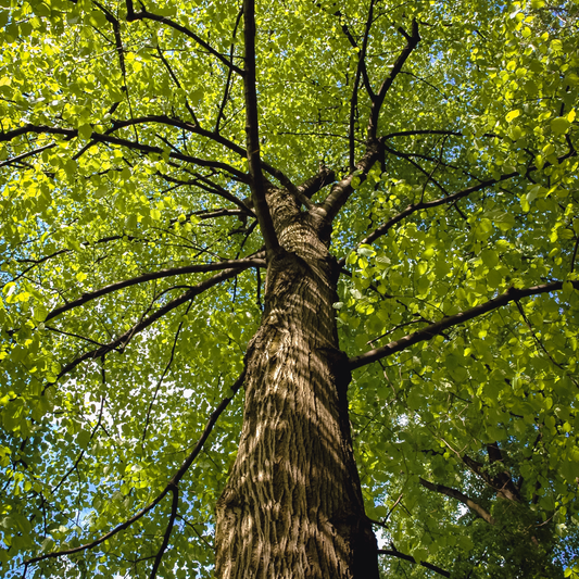 American Basswood Tree Seeds | American Linden | (Tilia americana)