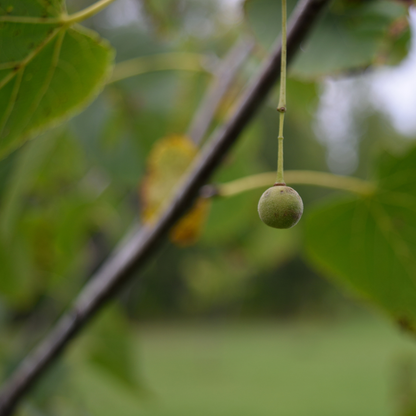 American Basswood Tree Seeds | American Linden | (Tilia americana)