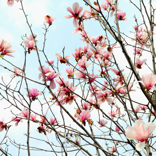 Biond’s Magnolia Tree Seeds | Chinese Willow Leaf Magnolia | (Magnolia biondii)