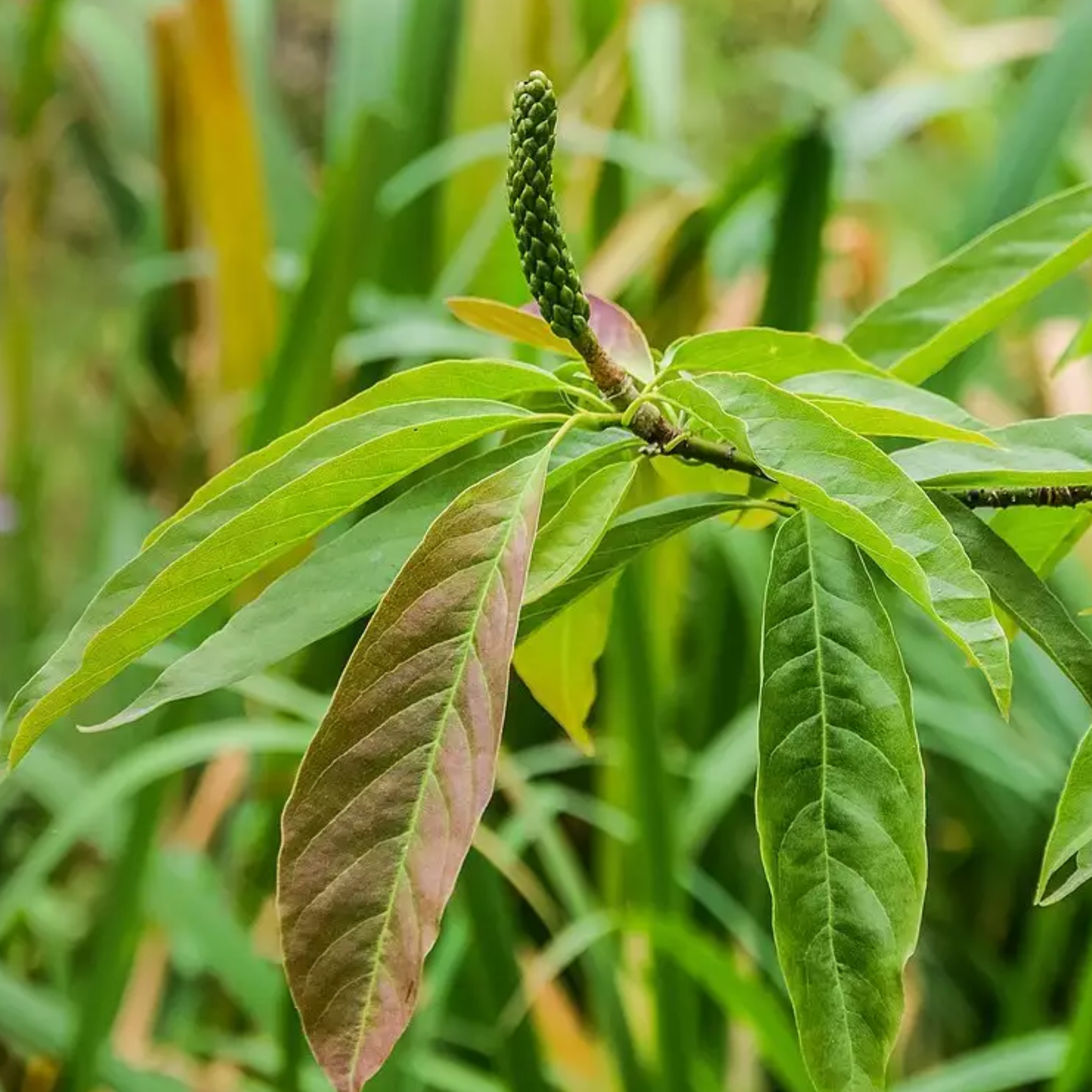 Biond’s Magnolia Tree Seeds | Chinese Willow Leaf Magnolia | (Magnolia biondii)