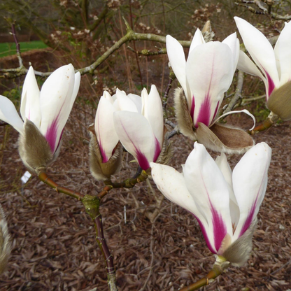 Biond’s Magnolia Tree Seeds | Chinese Willow Leaf Magnolia | (Magnolia biondii)
