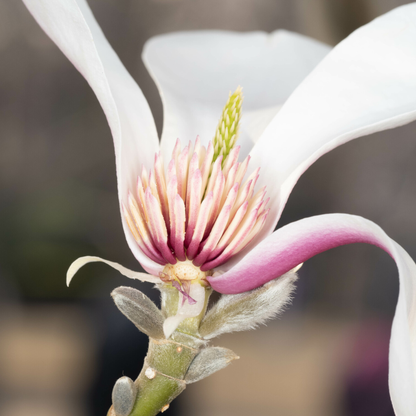 Biond’s Magnolia Tree Seeds | Chinese Willow Leaf Magnolia | (Magnolia biondii)