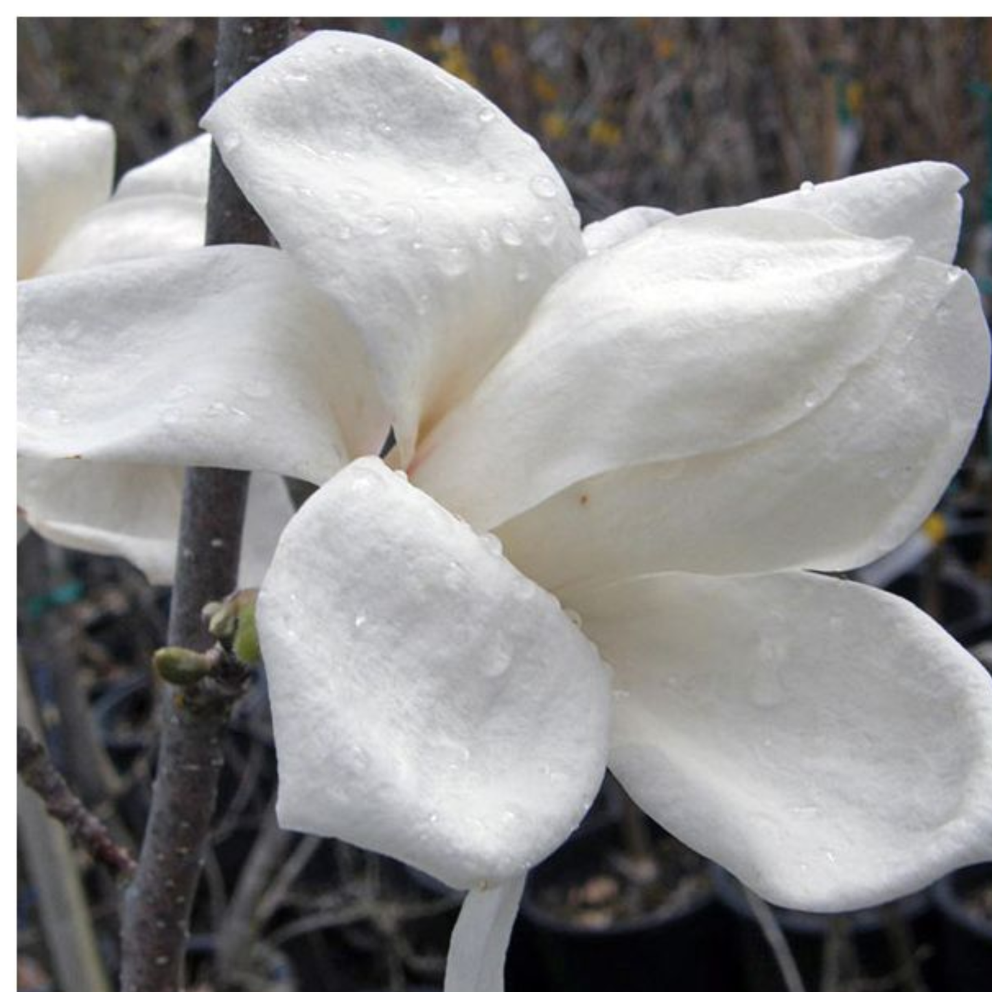 Biond’s Magnolia Tree Seeds | Chinese Willow Leaf Magnolia | (Magnolia biondii)