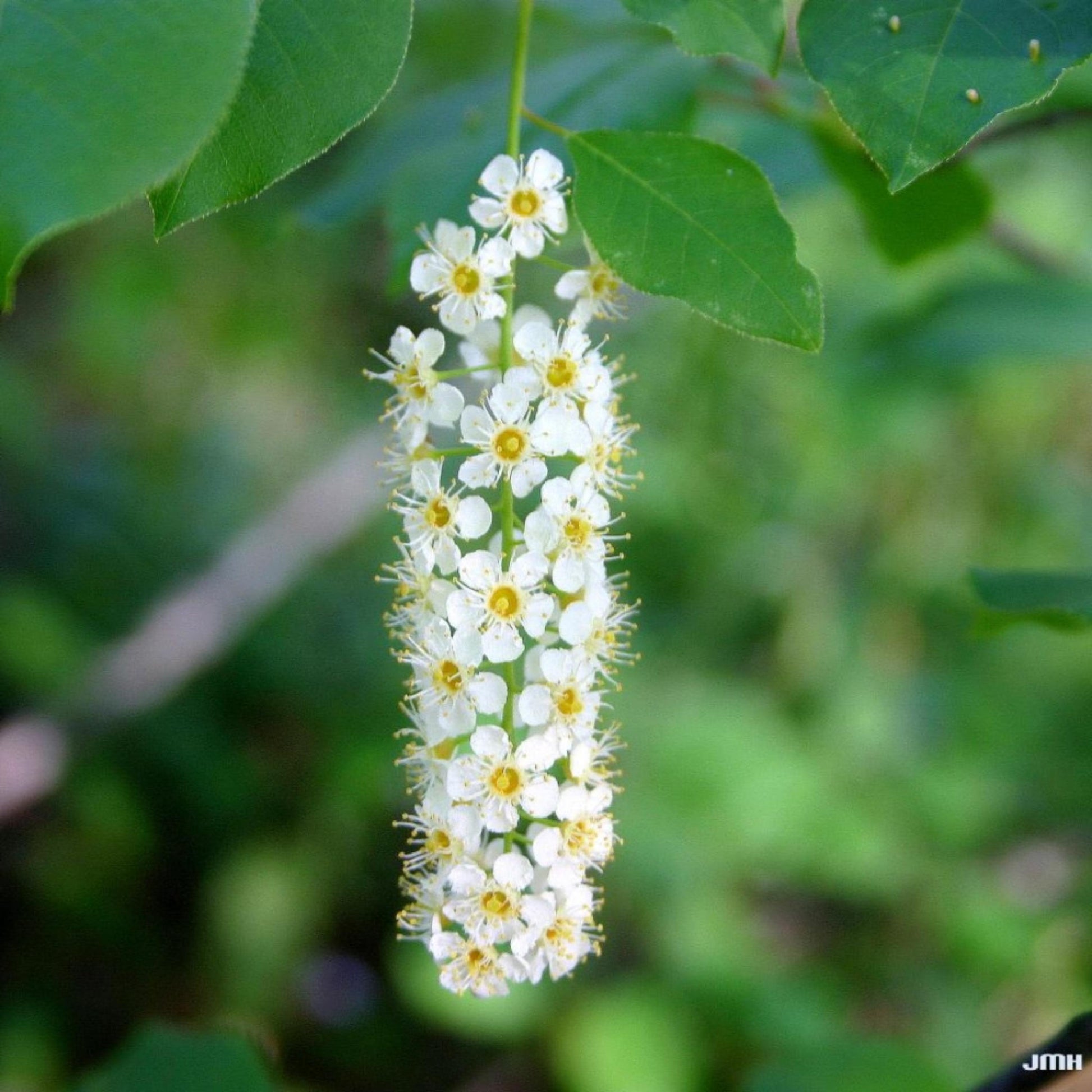 Close up of a cluster of white flowers from a black cherry tree with green leaves in the background.
