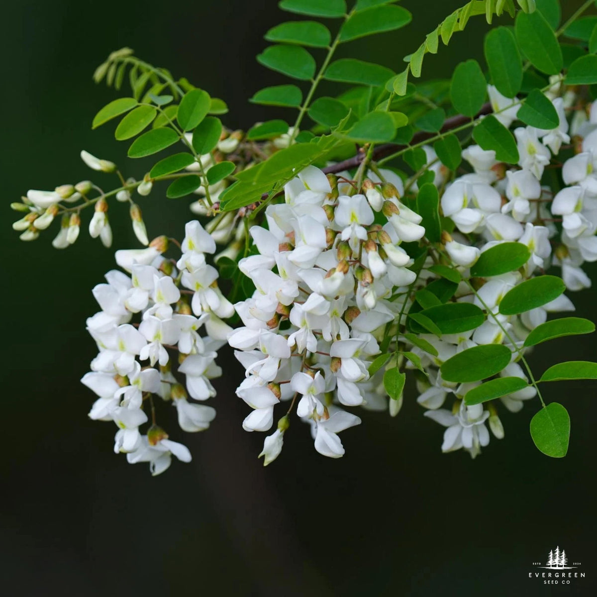Black Locust Tree Seeds | Robinia pseudoacacia | Fast-Growing ...