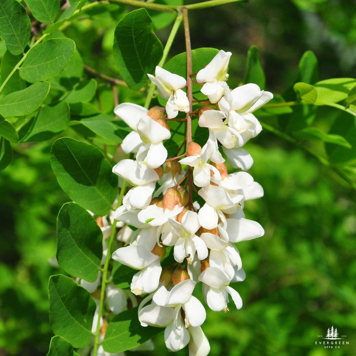 Black Locust Tree Seeds | Robinia pseudoacacia | Fast-Growing ...
