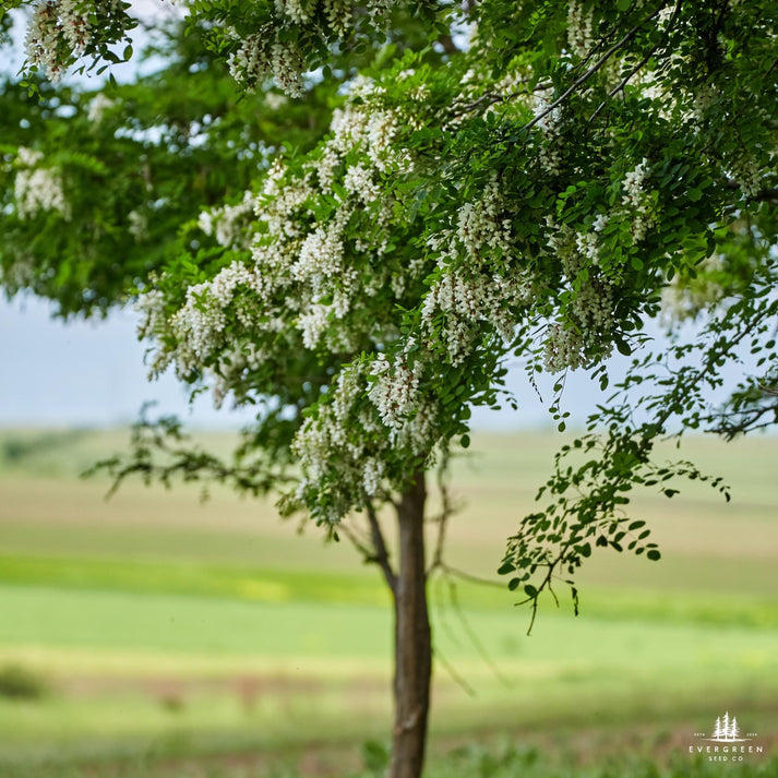 Black Locust Tree Seeds | Robinia pseudoacacia | Fast-Growing ...