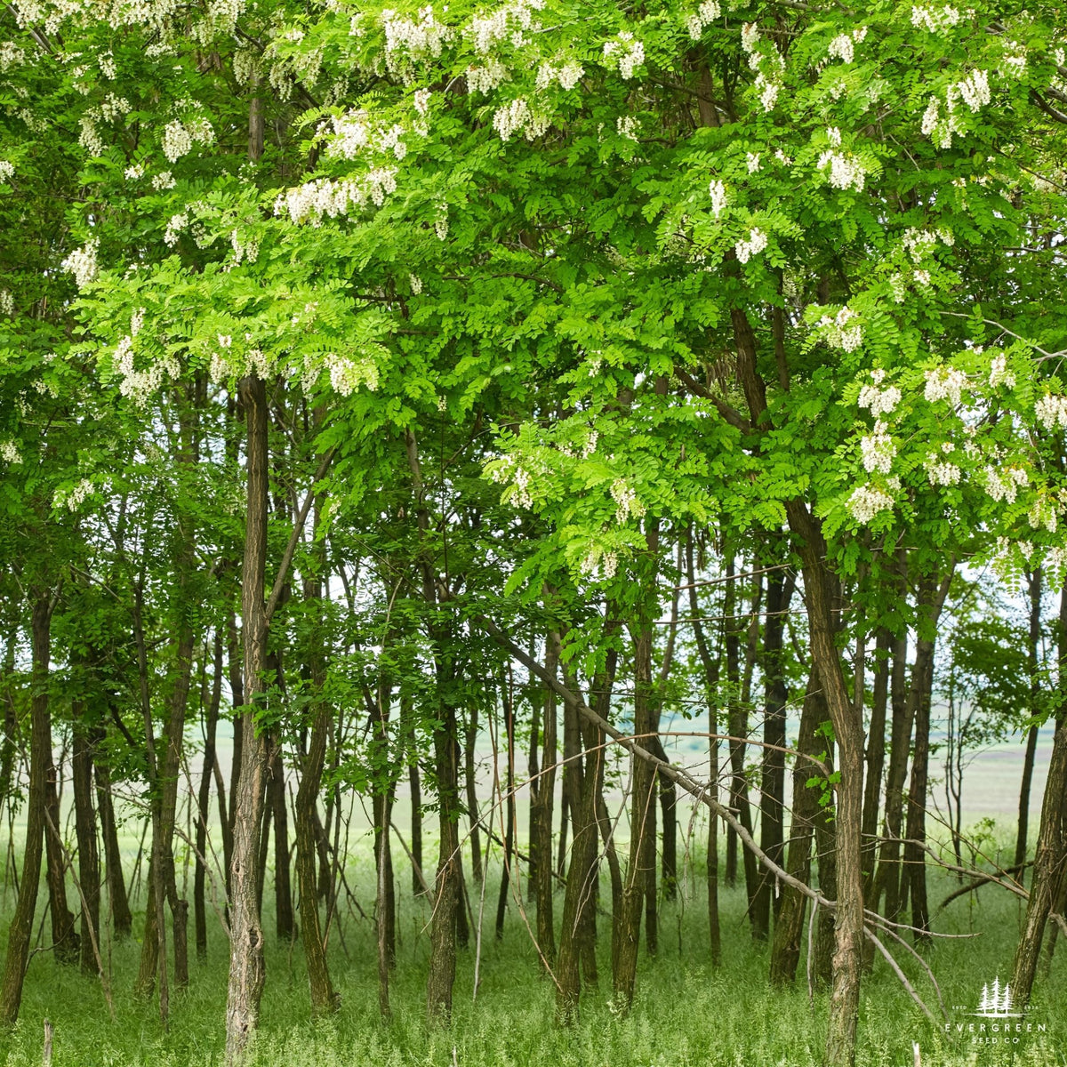 Black Locust Tree Seeds | Robinia pseudoacacia | Fast-Growing ...