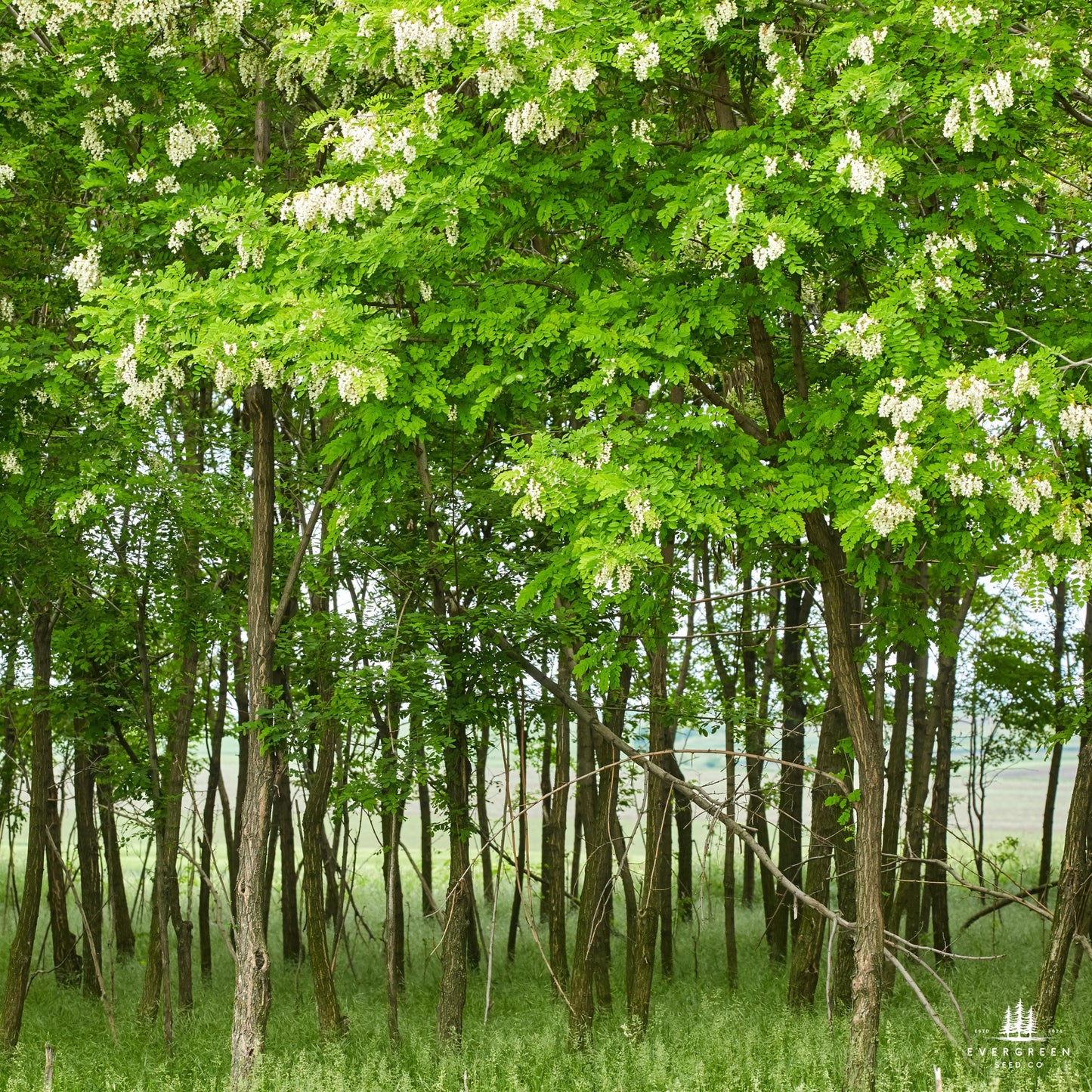 Forest with white flowers on Black Locust trees